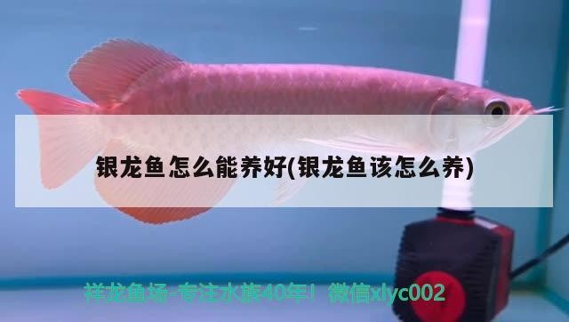 銀龍魚怎么能養好(銀龍魚該怎么養)