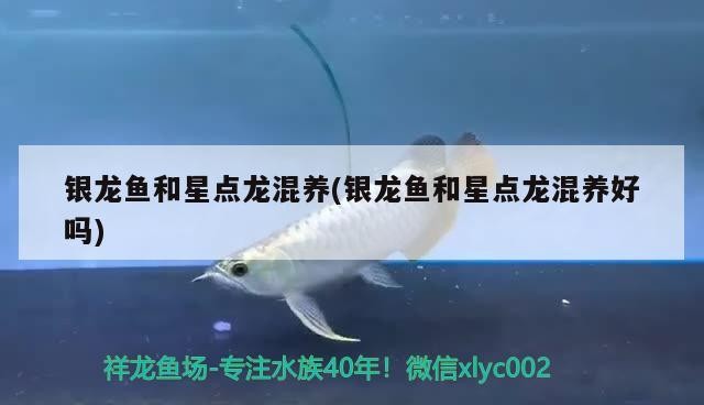 銀龍魚和星點龍混養(銀龍魚和星點龍混養好嗎)