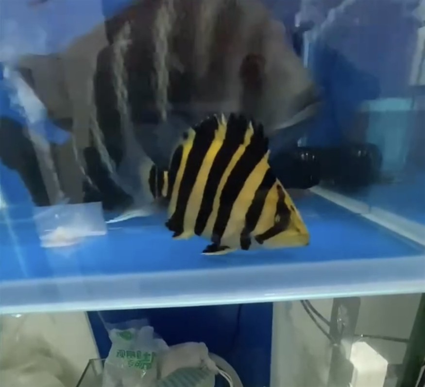 虎魚 大白片檢疫