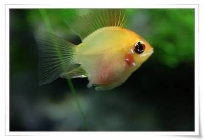 龍魚活食小草金怎么處理