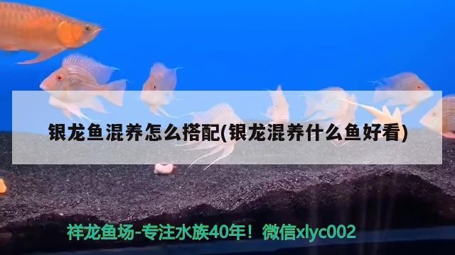 銀龍魚混養怎么搭配(銀龍混養什么魚好看)