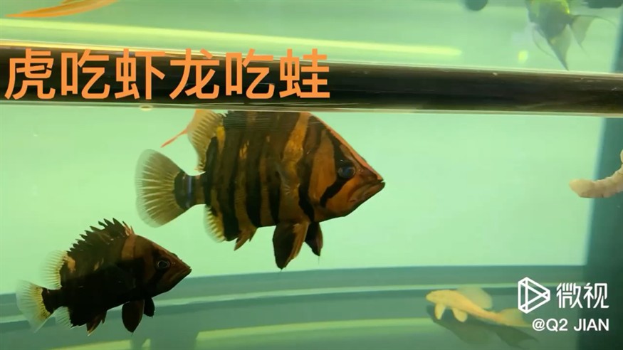 龍魚虎魚混養