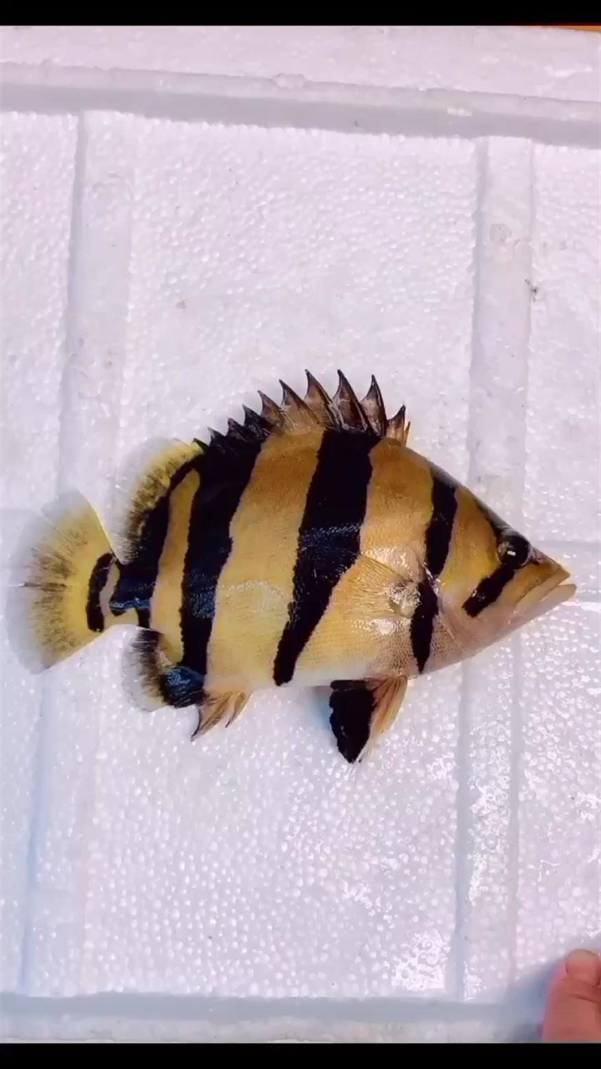 三紋虎魚 泰虎 三紋虎魚 泰虎 虎魚百科