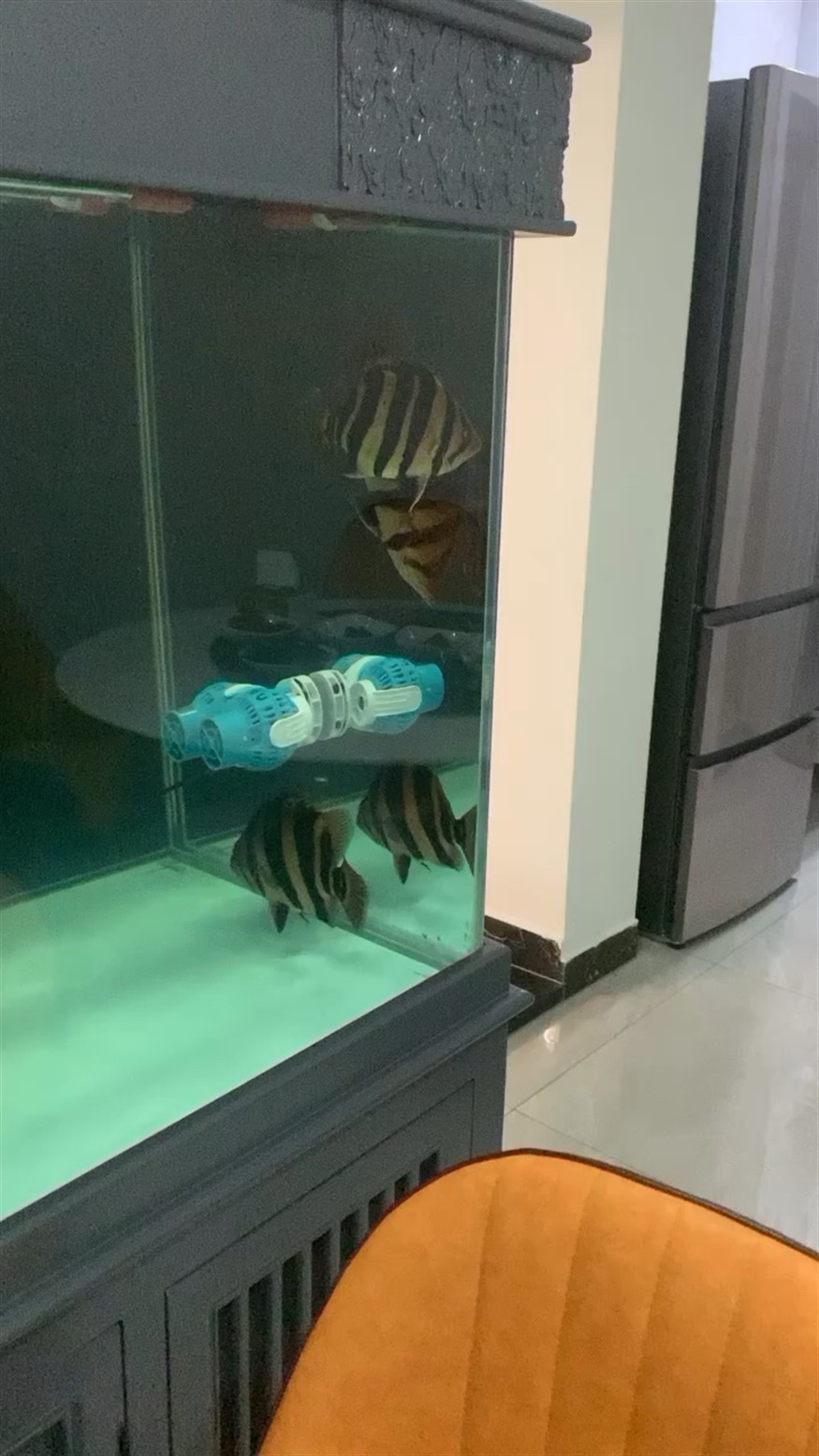 情緒激動的虎魚