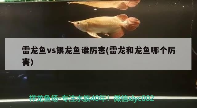 雷龍魚vs銀龍魚誰厲害(雷龍和龍魚哪個厲害)