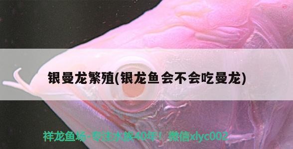 銀曼龍繁殖(銀龍魚會不會吃曼龍)