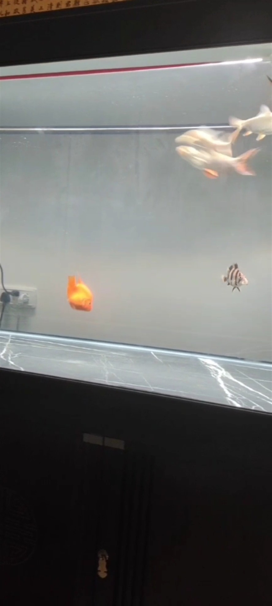 1314虎魚