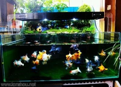 大型景觀魚缸設計圖：大型景觀魚缸設計圖制作方法