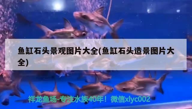 南美魚缸用什么燈好看(南美缸用什么燈管)