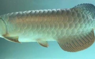 龍魚顏色分類