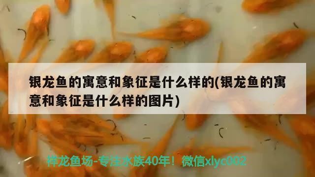 銀龍魚的寓意和象征是什么樣的(銀龍魚的寓意和象征是什么樣的圖片)