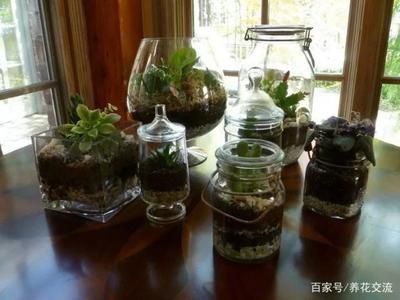 玻璃魚缸適合養(yǎng)什么花草：玻璃魚缸養(yǎng)殖的優(yōu)點和注意事項