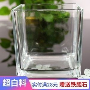 玻璃魚缸適合養(yǎng)什么花草：玻璃魚缸養(yǎng)殖的優(yōu)點和注意事項