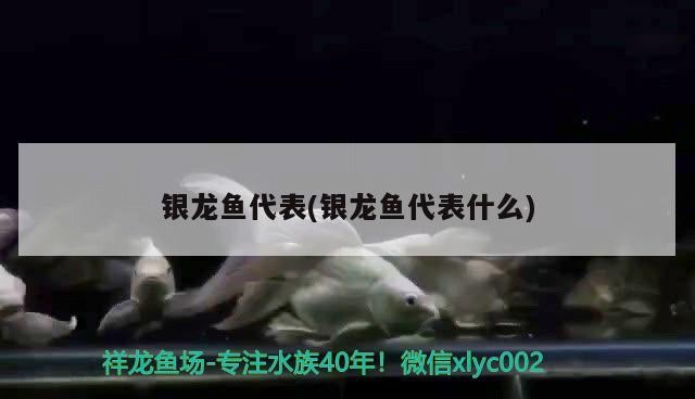 龍魚干蝦有營養嗎 銀龍魚代表(銀龍魚代表什么) 銀龍魚百科 銀龍魚代表(銀龍魚代表什么) 銀龍魚代表(銀龍魚代表什么) 銀龍魚百科