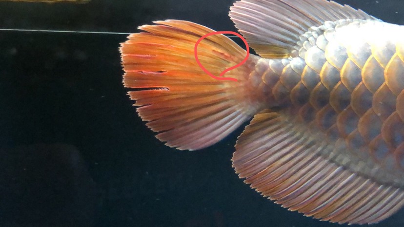 今天剛到家的紅龍請問這是寄生蟲嗎？還是被虎魚咬的？如果是寄生蟲需要怎么治呢？