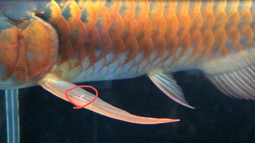 今天剛到家的紅龍請問這是寄生蟲嗎？還是被虎魚咬的？如果是寄生蟲需要怎么治呢？