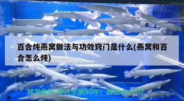今天剛到家的紅龍請問這是寄生蟲嗎？還是被虎魚咬的？如果是寄生蟲需要怎么治呢？