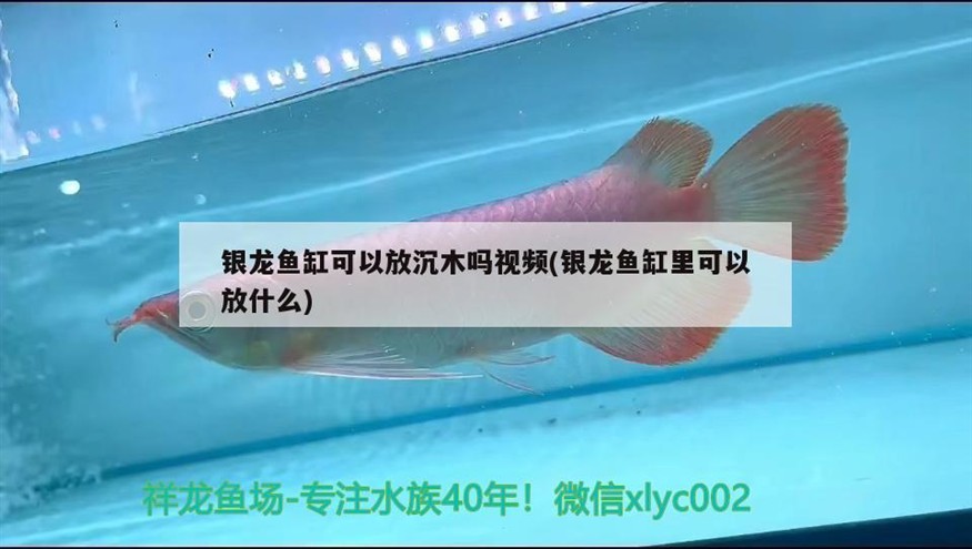 銀龍魚(yú)缸可以放沉木嗎視頻(銀龍魚(yú)缸里可以放什么)