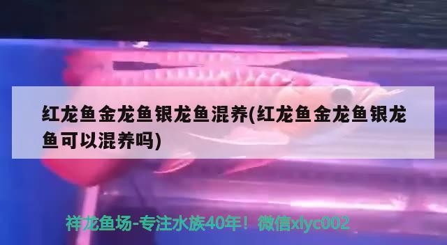 紅龍魚金龍魚銀龍魚混養(紅龍魚金龍魚銀龍魚可以混養嗎)