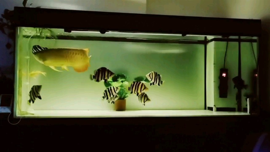 虎魚(yú)越來(lái)越大