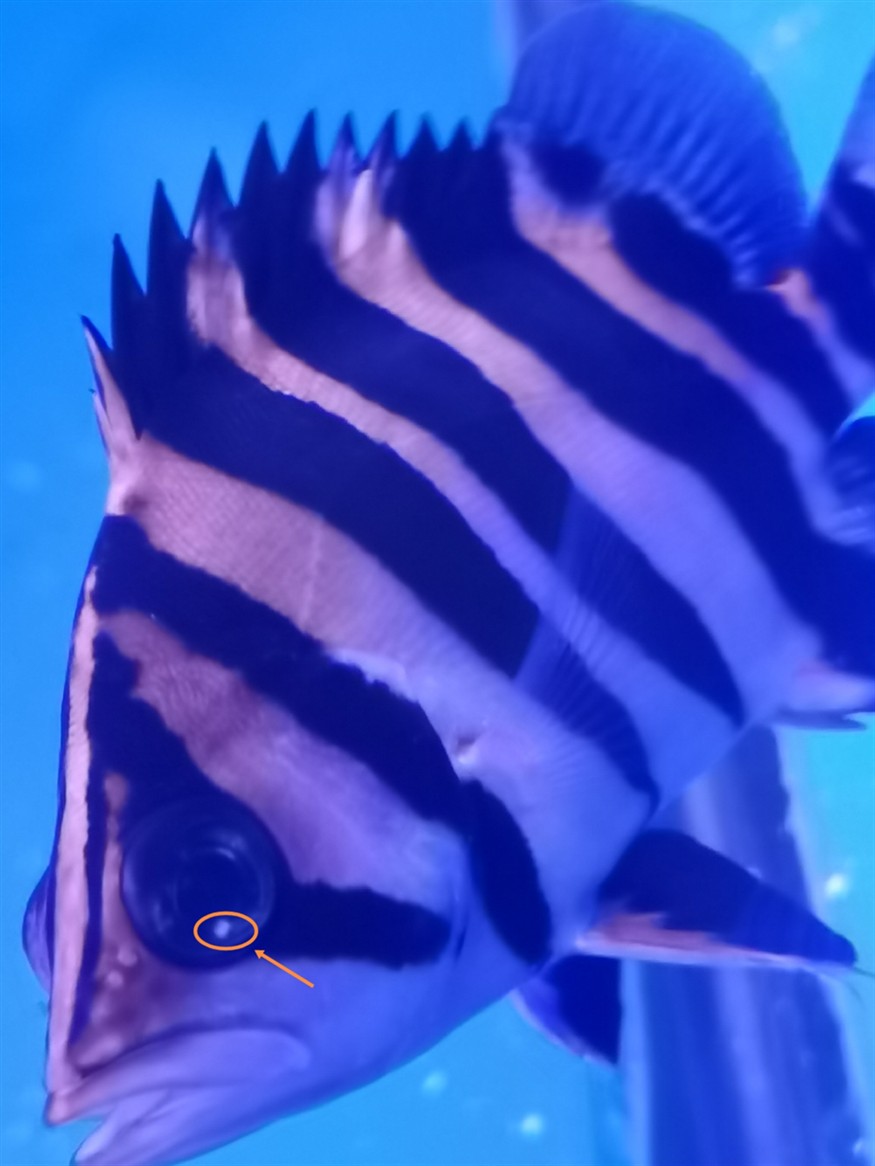 虎魚是否蒙眼了