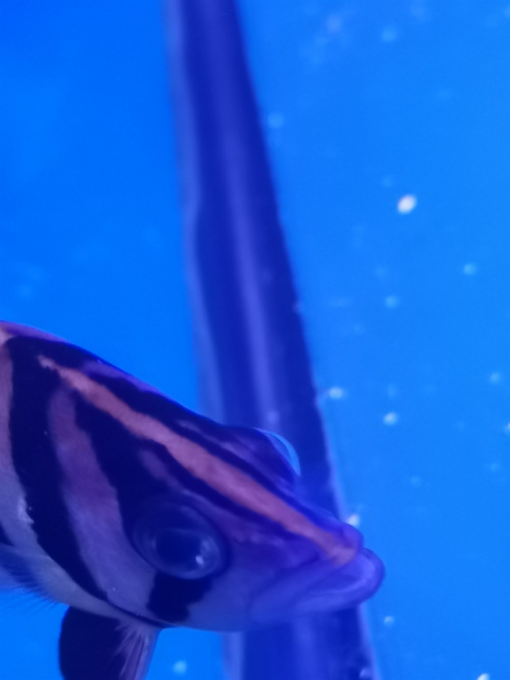 虎魚是否蒙眼了