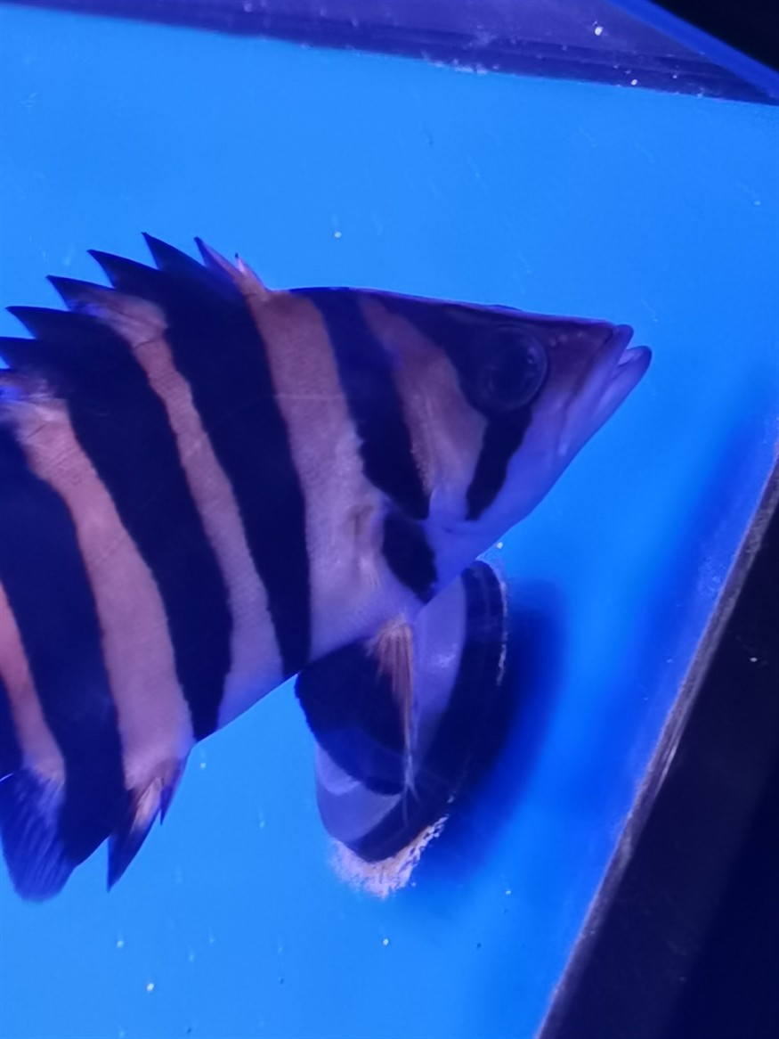 虎魚是否蒙眼了