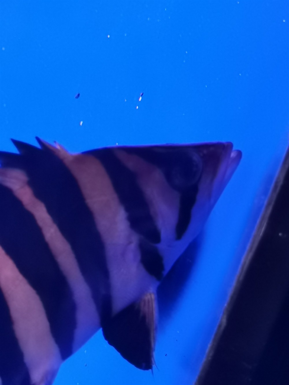虎魚是否蒙眼了