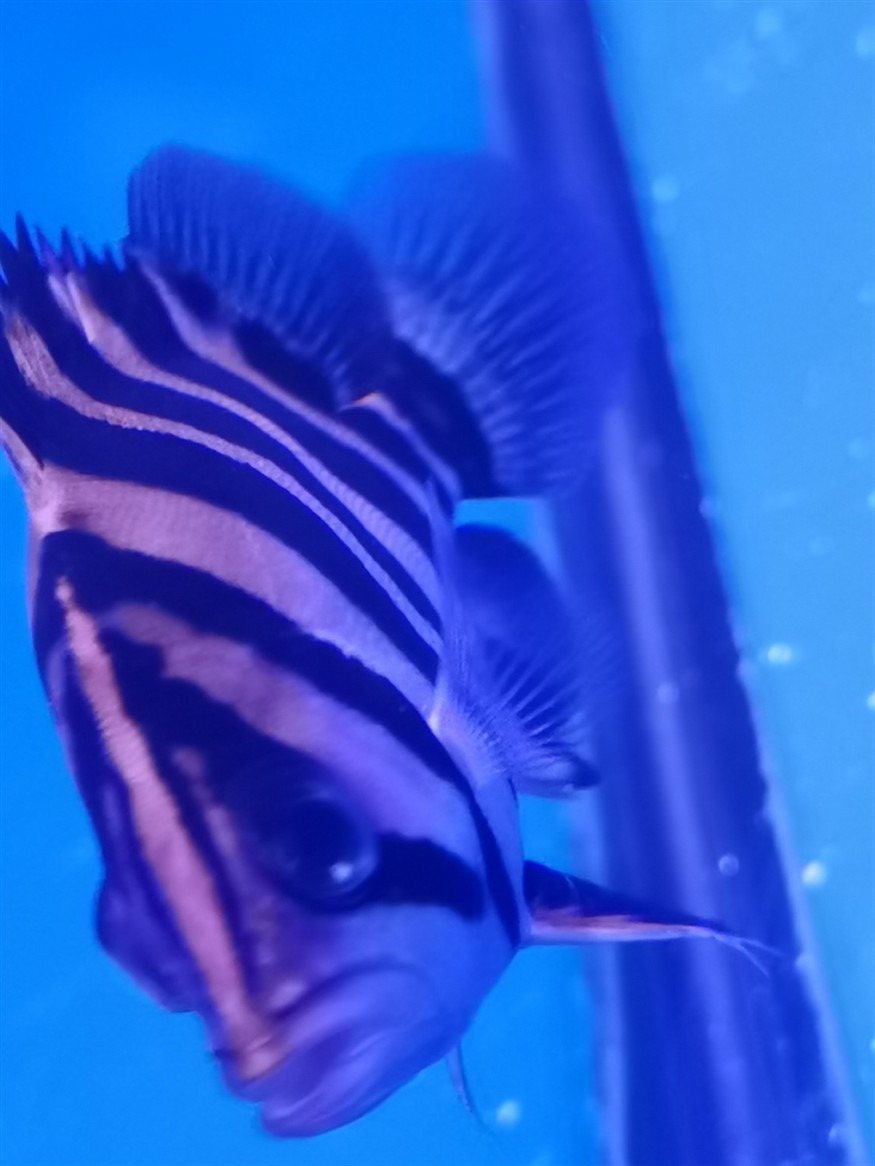 虎魚是否蒙眼了