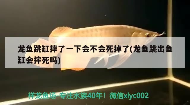 翹嘴魚養(yǎng)殖翹嘴紅翹嘴紅鲌7.科學管理根據(jù)季節(jié)技巧，翹嘴紅翹嘴養(yǎng)殖技術