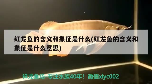 翹嘴魚養(yǎng)殖翹嘴紅翹嘴紅鲌7.科學管理根據(jù)季節(jié)技巧，翹嘴紅翹嘴養(yǎng)殖技術