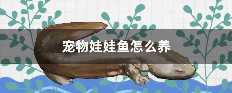寵物娃娃魚怎么養(yǎng)