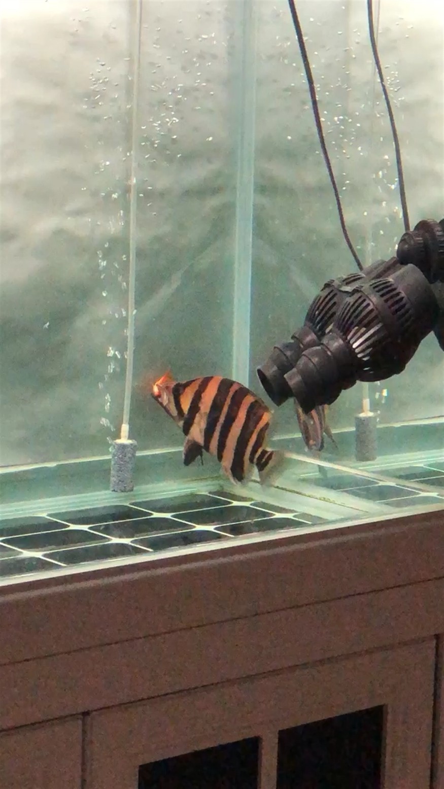 虎魚捕食