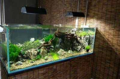 徹底清洗魚缸后要放鹽嗎視頻教學：徹底清洗魚缸后是否需要放鹽？