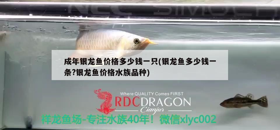 成年銀龍魚價格多少錢一只(銀龍魚多少錢一條?銀龍魚價格水族品種)