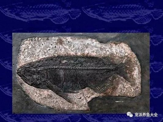 平山縣天兆水族漁具店（平山縣天兆水族漁具店地址）
