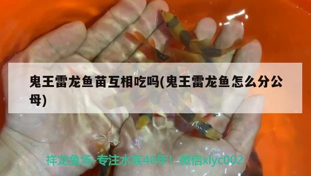 虎魚(yú)爛尾怎么治