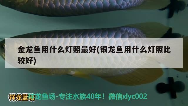 金龍魚用什么燈照最好(銀龍魚用什么燈照比較好)