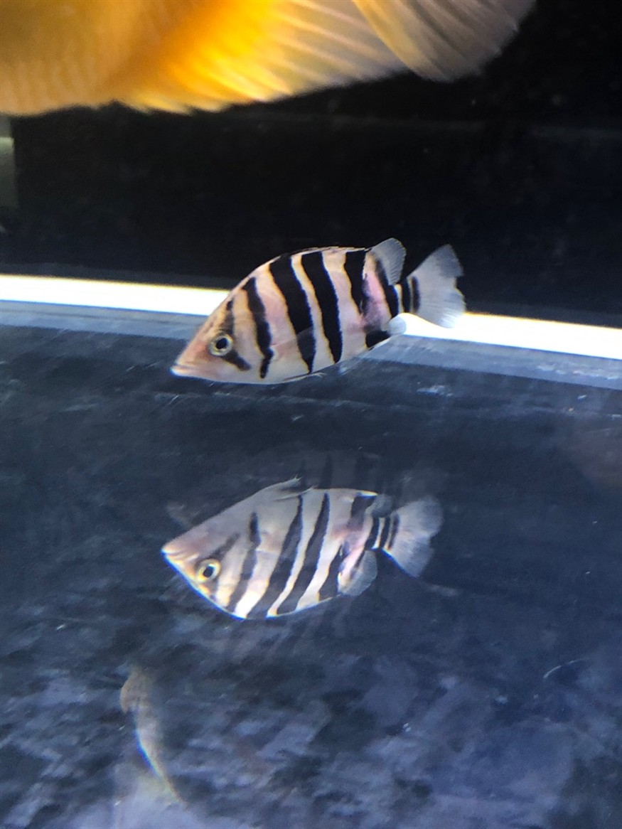 幫我看看我的虎魚怎么了