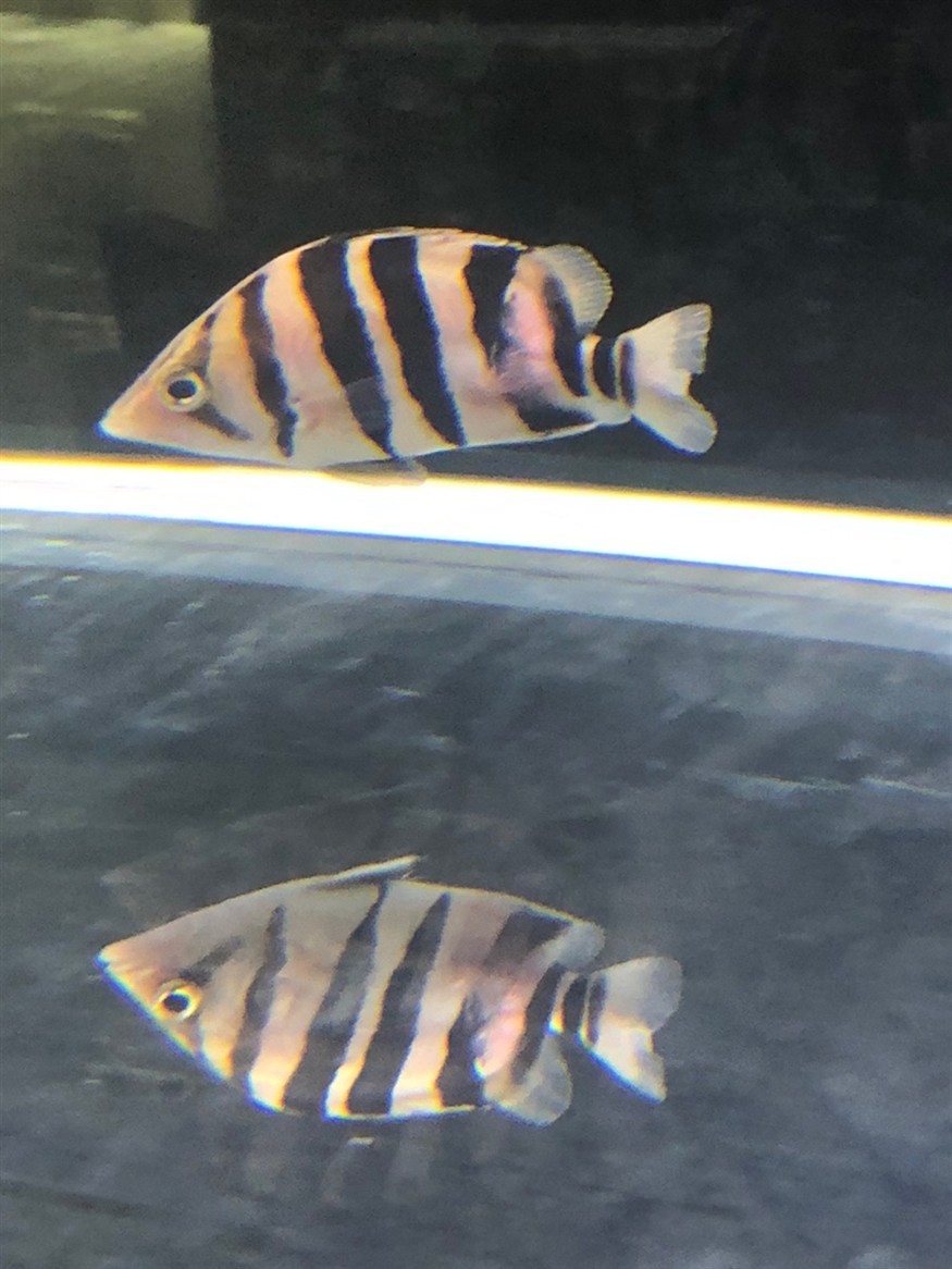 幫我看看我的虎魚怎么了