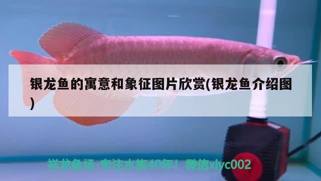 銀龍魚的寓意和象征圖片欣賞(銀龍魚介紹圖)