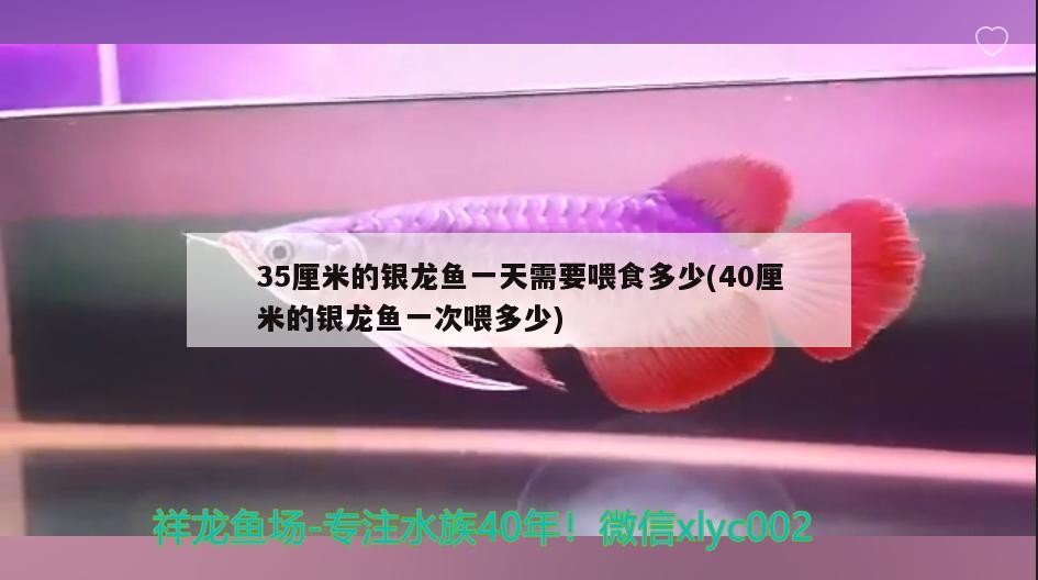 35厘米的銀龍魚一天需要喂食多少(40厘米的銀龍魚一次喂多少)