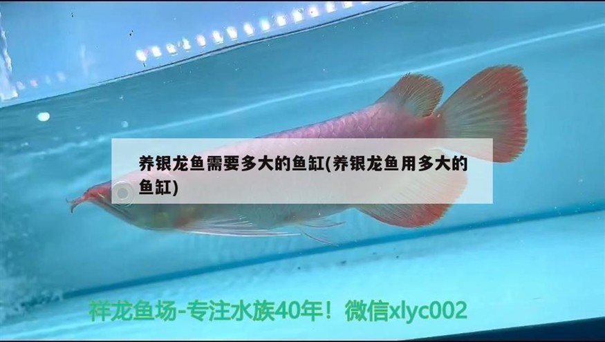 養(yǎng)銀龍魚(yú)需要多大的魚(yú)缸(養(yǎng)銀龍魚(yú)用多大的魚(yú)缸)