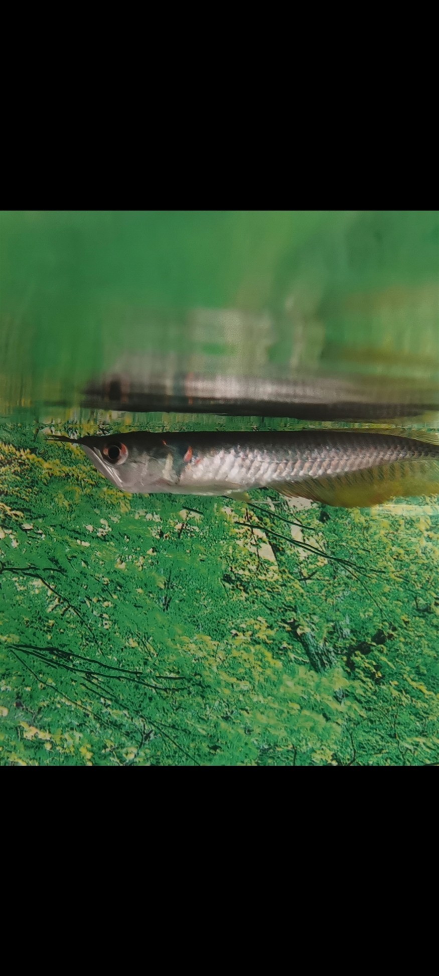 小銀龍魚
