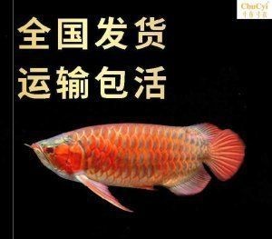 紅龍喂活魚注意