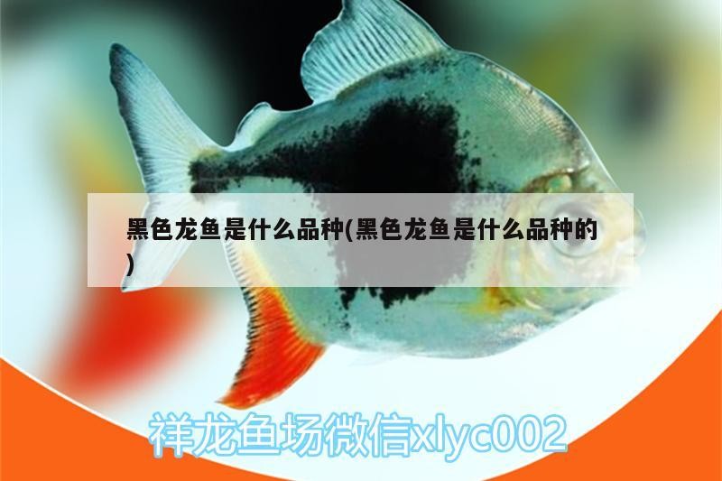 虎魚白點怎么治