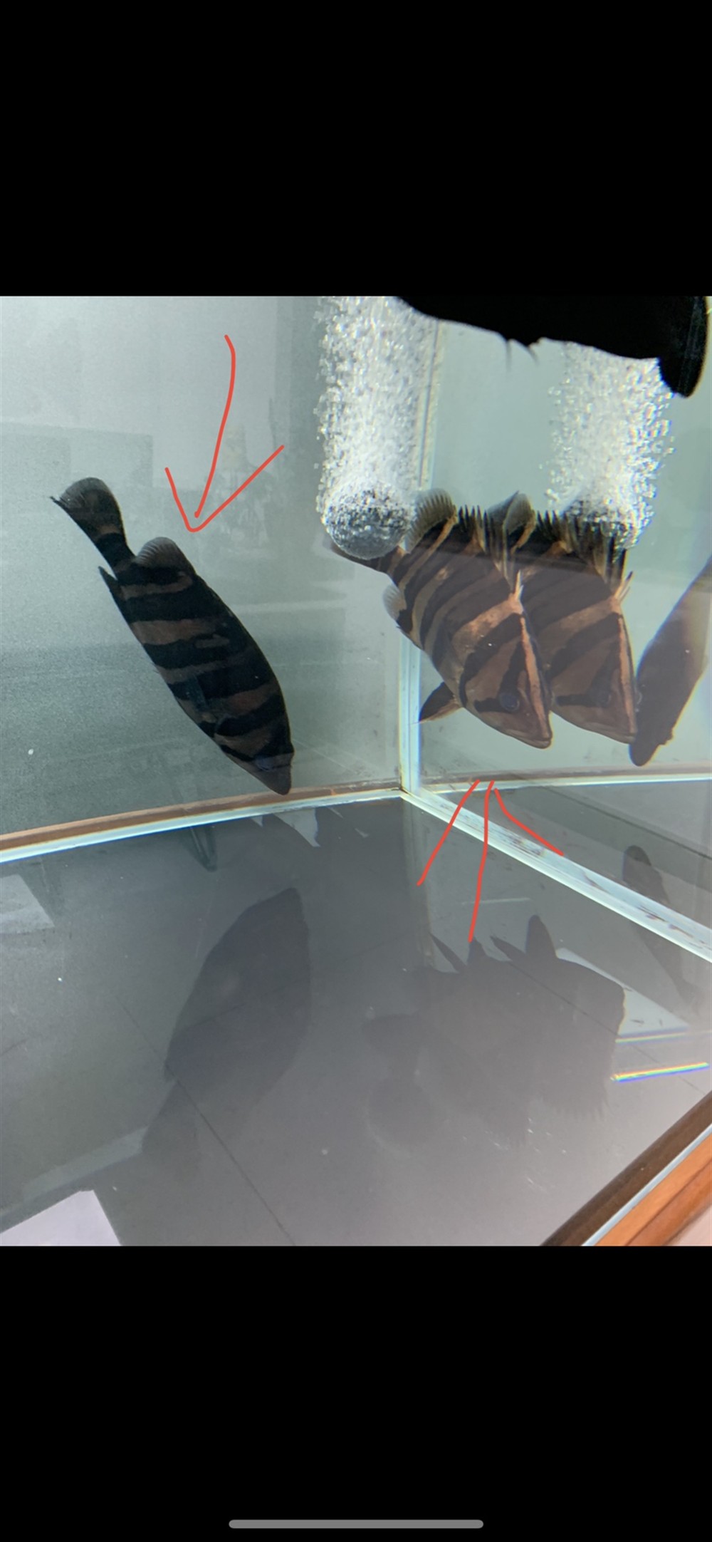 出蘇虎魚了