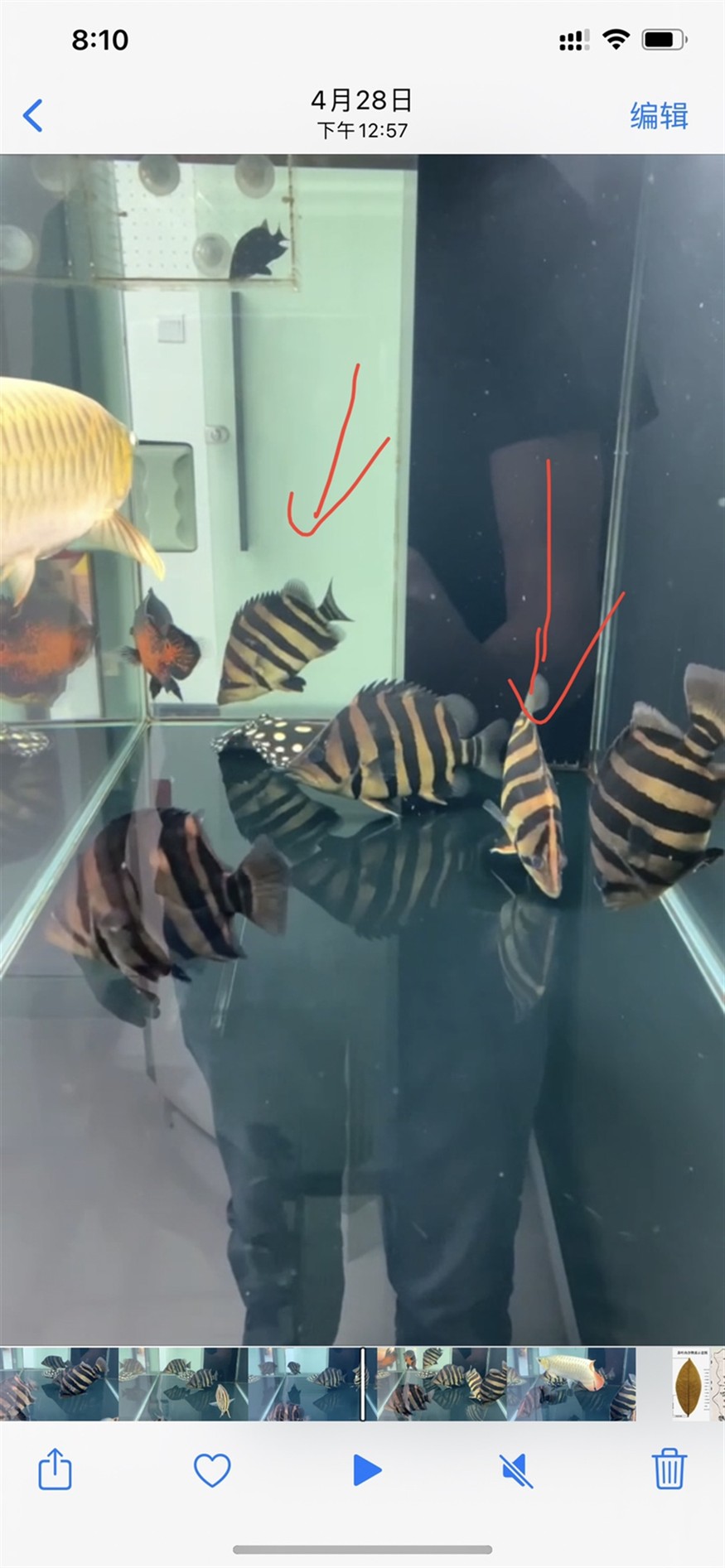 出蘇虎魚了