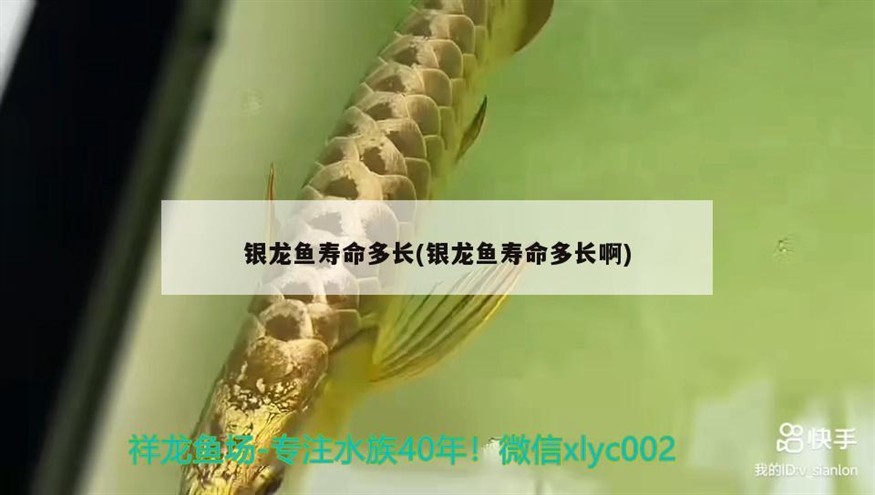 銀龍魚(yú)壽命多長(zhǎng)(銀龍魚(yú)壽命多長(zhǎng)啊)