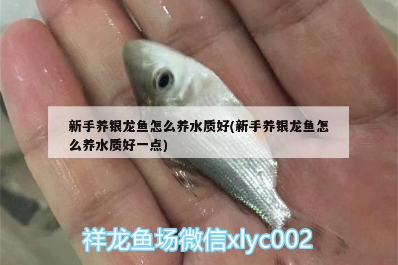 新手養銀龍魚怎么養水質好(新手養銀龍魚怎么養水質好一點)